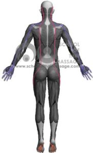Study Thai Massage Online - Channels/ Sen/ Meridians - Sen Kalathari Back View mapped on human muscle anatomy
