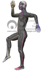 Study Thai Massage Online - Channels/ Sen/ Meridians - Sen Kalathari Side View mapped on human muscle anatomy