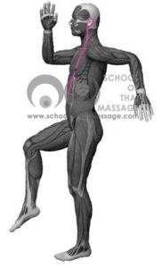 Study Thai Massage Online - Sen Sip - Sen Lawusang Ulangka side view mapped on human muscle anatomy